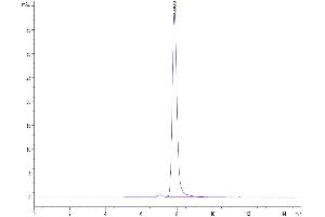 The purity of Human BTN3A1/CD277 is greater than 95 % as determined by SEC-HPLC. (BTN3A1 Protein (AA 30-254) (Fc Tag))
