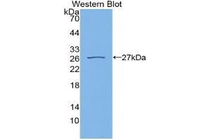 Western blot analysis of recombinant Rat CYPD.