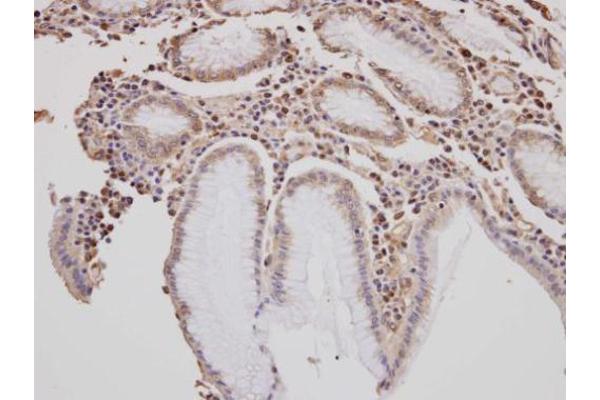 Golgin A3 antibody  (C-Term)