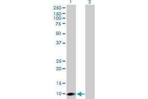 Western Blot analysis of CARD16 expression in transfected 293T cell line by CARD16 MaxPab polyclonal antibody.