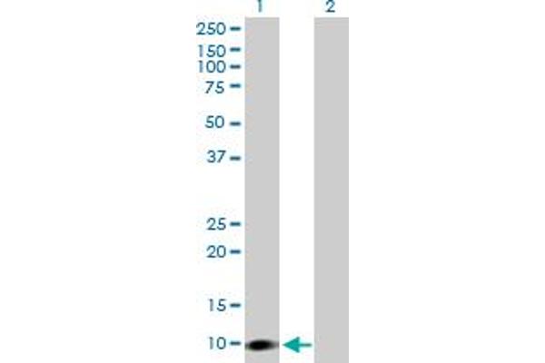 CARD16 antibody  (AA 1-97)