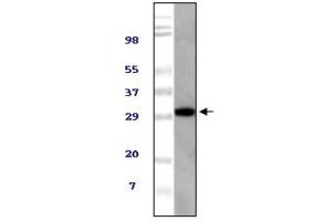 Western blot analysis using TUG antibody against NIH/3T3 cell lysate. (ASPSCR1 antibody)