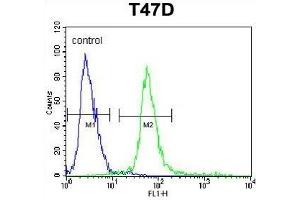 KCTD12 Antibody (Center) (ABIN653221 and ABIN2842756) flow cytometric analysis of T47D cells (right histogram) compared to a negative control (left histogram).