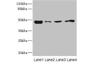 Western blot All lanes: PDK3 antibody at 1. (PDK3 antibody  (AA 137-406))