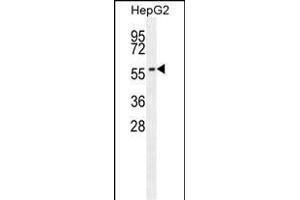 CABC1 antibody (ABIN659101 and ABIN2838085) western blot analysis in HepG2 cell line lysates (35 μg/lane).