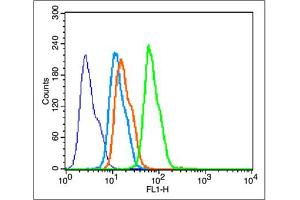 HepG2 cells were fixed with 4% PFA for 10min at room temperature, and incubated in 5% BSA blocking buffer for 30 min at room temperature. (BDNF antibody  (AA 151-247))