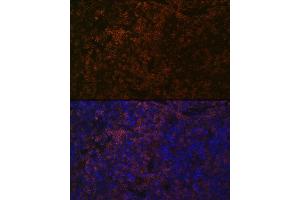 Immunofluorescence analysis of mouse spleen using SHP1 Rabbit mAb (ABIN7269716) at dilution of 1:100 (40x lens). (SHP1 antibody)