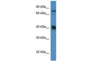 SLC7A3 antibody  (AA 130-179)