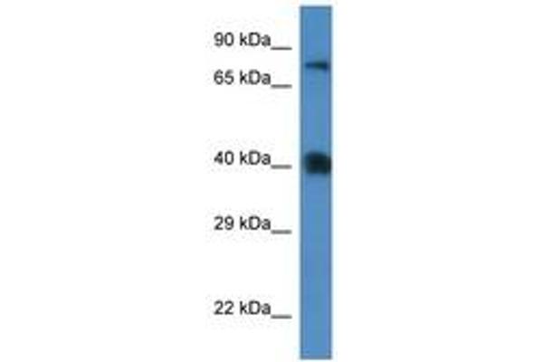 SLC7A3 antibody  (AA 130-179)