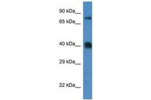 Image no. 1 for anti-Solute Carrier Family 7 (Cationic Amino Acid Transporter, Y+ System), Member 3 (SLC7A3) (AA 130-179) antibody (ABIN6746228) (SLC7A3 antibody  (AA 130-179))