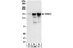 Western Blotting (WB) image for anti-RNA Binding Motif Protein 33 (RBM33) (AA 500-550) antibody (ABIN7453180) (RBM33 antibody  (AA 500-550))