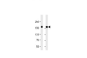 VEGFR3 Antibody (ABIN1882290 and ABIN2843609) western blot analysis in 293 and A549 cell line lysates (35 μg/lane). (FLT4 antibody  (AA 1-439))