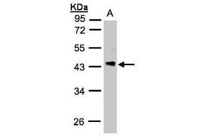 WB Image Sample(30 ug whole cell lysate) A:H1299 10% SDS PAGE antibody diluted at 1:3000 (Phosducin-Like antibody)
