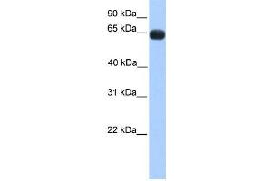 Western Blotting (WB) image for anti-Zinc Finger Protein 100 (ZNF100) antibody (ABIN2458225) (ZNF100 antibody)