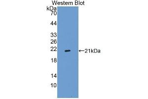 Western Blotting (WB) image for anti-Integrin Alpha2b (CD41) (AA 891-1039) antibody (ABIN1868769)