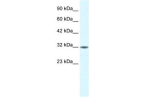 Western Blotting (WB) image for anti-Mortality Factor 4 Like 2 (MORF4L2) antibody (ABIN2460791) (MORF4L2 antibody)