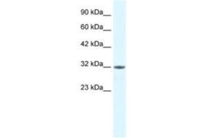 Western Blotting (WB) image for anti-Mortality Factor 4 Like 2 (MORF4L2) antibody (ABIN2460791)