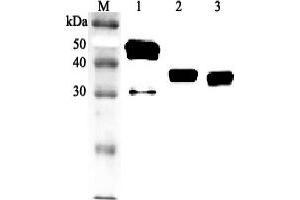 Western blot analysis using anti-Clusterin (human), pAb  at 1:2'000 dilution.