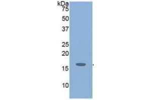 Western Blotting (WB) image for Insulin-Like Growth Factor 1 (IGF1) ELISA Kit (ABIN6730923)