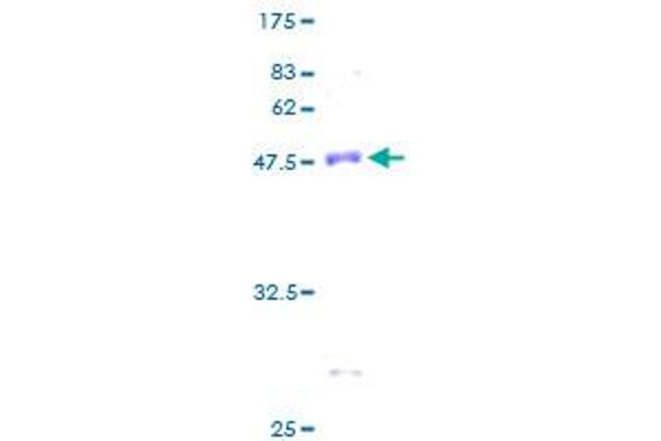 NDUFS4 Protein (AA 1-175) (GST tag)