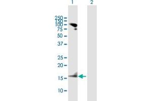 Western Blot analysis of RARRES2 expression in transfected 293T cell line by RARRES2 MaxPab polyclonal antibody. (Chemerin antibody  (AA 1-163))