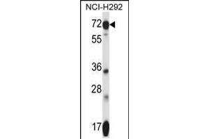 Western blot analysis in NCI-H292 cell line lysates (35ug/lane). (SLC41A2 antibody  (N-Term))