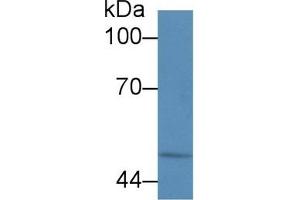Detection of CALR in Human HL60 cell lysate using Polyclonal Antibody to Calreticulin (CALR) (Calreticulin antibody  (AA 196-310))