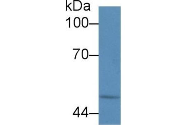 Calreticulin antibody  (AA 196-310)