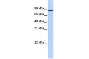 Image no. 1 for anti-Cytoplasmic Polyadenylation Element Binding Protein 4 (CPEB4) (AA 72-121) antibody (ABIN6740707) (CPEB4 antibody  (AA 72-121))