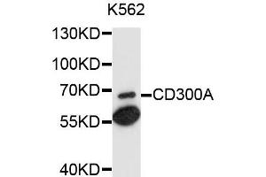 Western blot analysis of extracts of K562 cells, using CD300A antibody.
