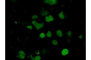 Anti-EMG1 mouse monoclonal antibody (ABIN2452987) immunofluorescent staining of COS7 cells transiently transfected by pCMV6-ENTRY EMG1 (RC208885). (EMG1 antibody)