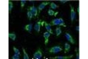 Immunofluorescence analysis of Hela tissue using EFHD1 Monoclonal Antibody at dilution of 1:100. (EFHD1 antibody)