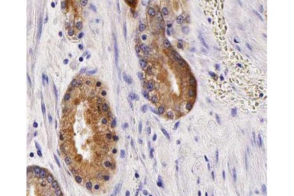 Anoctamin 7 antibody  (Internal Region)