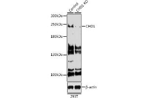 Western blot analysis of extracts from normal (control) and CHD1 knockout (KO) 293T cells, using CHD1 antibody (ABIN6133620, ABIN6138500, ABIN6138501 and ABIN7101818) at 1:500 dilution.