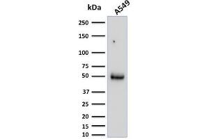Western Blot Analysis of A549 cell lysate using CD14 Mouse Monoclonal Antibody (LPSR/2386). (CD14 antibody  (AA 25-148))