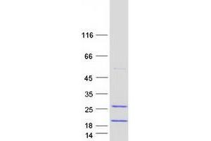 Validation with Western Blot (FAM103A1 Protein (Myc-DYKDDDDK Tag))