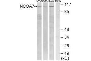 Western blot analysis of extracts from LOVO cells, 3T3 cells and RAW264. (NCOA7 antibody)