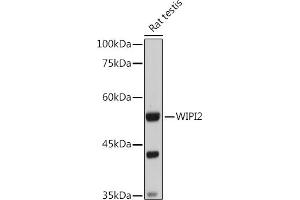Western blot analysis of extracts of Rat testis, using WIPI2 antibody (ABIN6133278, ABIN6150223, ABIN6150225 and ABIN6223441) at 1:1000 dilution. (WIPI2 antibody  (AA 187-436))