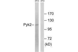 Western blot analysis of extracts from 3T3 cells, using PYK2 (Ab-579) antibody. (PTK2B antibody  (Tyr579))