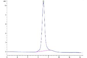 The purity of Mouse ITGA2&ITGB1 is greater than 95 % as determined by SEC-HPLC. (Integrin alpha 2 beta 1 (ITGA2 & ITGB1) Heterodimer (AA 27-1129) protein (His tag))