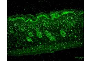 Immunohistochemistry analysis using Mouse Anti-Erp57 Monoclonal Antibody, Clone Map. (PDIA3 antibody  (APC))
