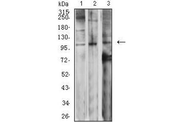 GRM2 antibody  (AA 414-558)