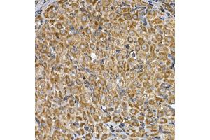 Immunohistochemistry of paraffin-embedded rat ovary using INSIG2 Rabbit pAb (ABIN7267888) at dilution of 1:200 (40x lens). (INSIG2 antibody  (AA 50-150))