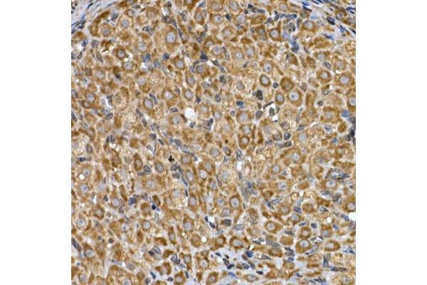 INSIG2 antibody  (AA 50-150)