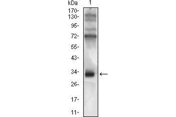 CD74 抗体  (AA 1-106)