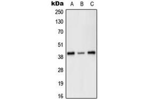 Western blot analysis of PRKX expression in HEK293T (A), SP2/0 (B), H9C2 (C) whole cell lysates. (PRKX antibody  (Center))