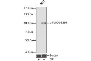 Western blot analysis of extracts of 293T cells using Phospho-FoxO1(S256) Polyclonal Antibody. (FOXO1 antibody  (pSer256))