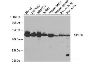 Western blot analysis of extracts of various cell lines using GPR68 Polyclonal Antibody at dilution of 1:1000. (GPR68 antibody)