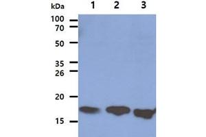 LSM5 antibody