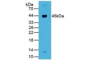 Rabbit Detection antibody from the kit in WB with Positive Control: Sample Human Liver lysate.